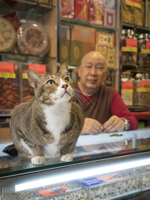 bobbycaputo:These ‘Shop Cats’ In Hong Kong Will Make You...