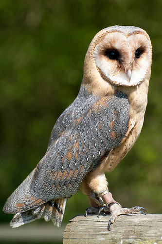 Don T Get Bit Spectrum Of Barn Owl Colors