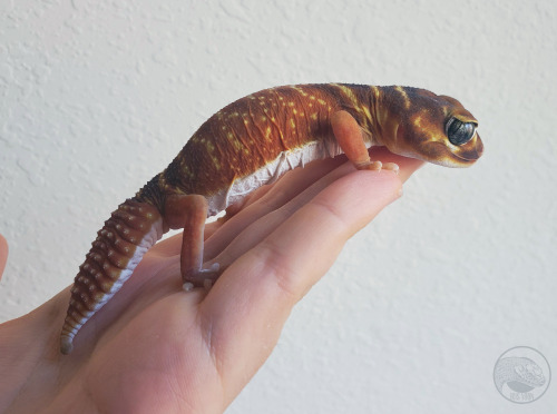 tokays
