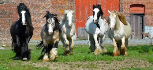 Les Légendes Celtiques - Elevage d'Irish Cob