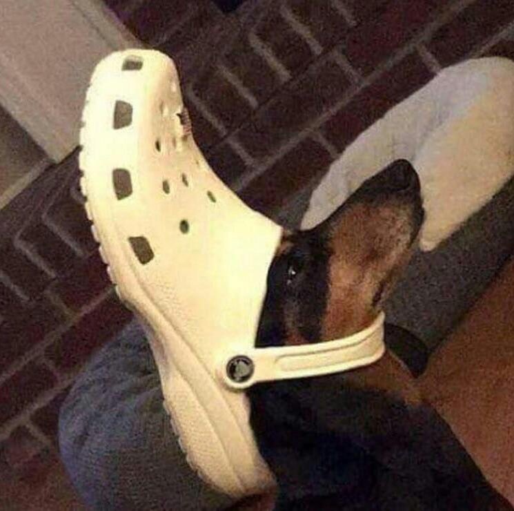 croc head dog