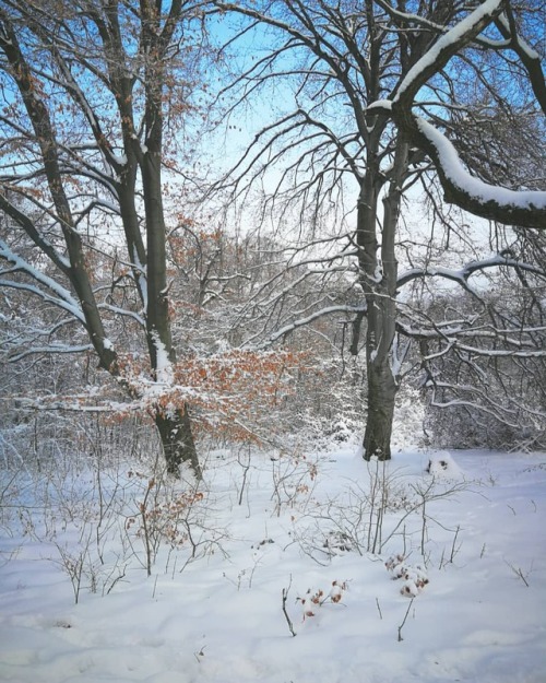 sailleengladelling:#winter #forest #nature #snow #white #cold...