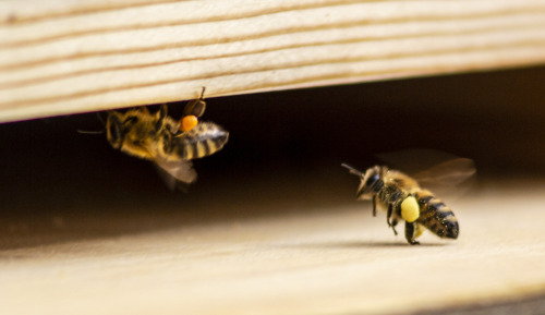 Roblox Bee Swarm Simulator Honey Bee Quest