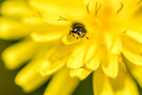 nature-and-landscape-photography