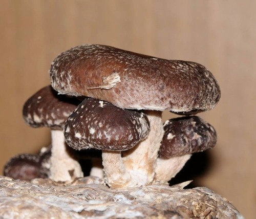 Lentinula edodes (Shiitake)The macro club project (Fungi -...