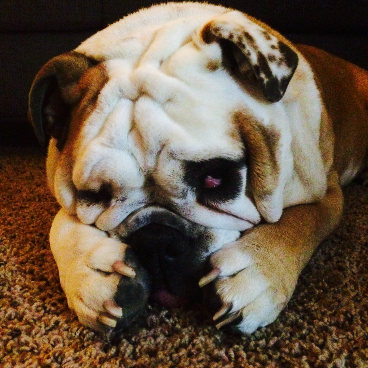 To acquire Puppies Bulldog tumblr pictures picture trends To acquire Puppies Bulldog tumblr pictures pictures trends