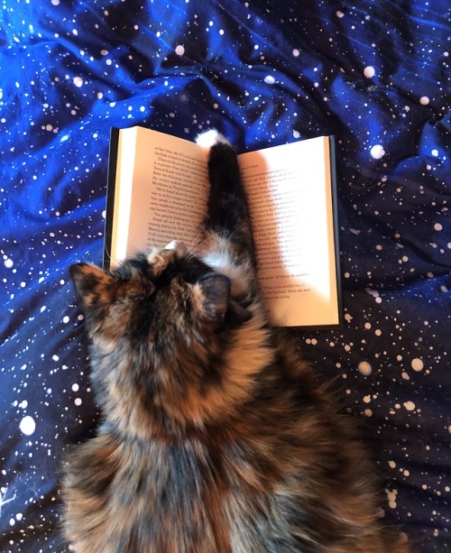 nap-queen-and-a-cat:She’s practically a purring bookmark