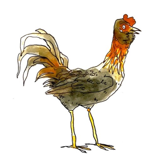 sparrf:my scrawny teenage rooster