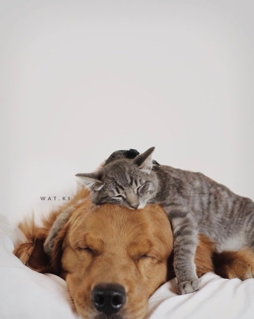 sheppardmckay:smilezone8:“Watson and Kiko, two very...