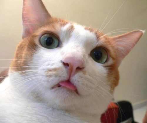 soda-n-cream:When cats do the lil tounge sticking out face ;•;Reblog if u agree