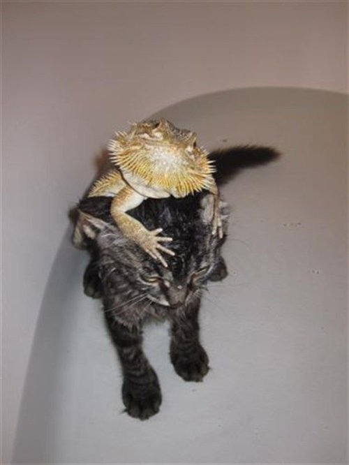 animals-riding-animals:bearded dragon riding cat