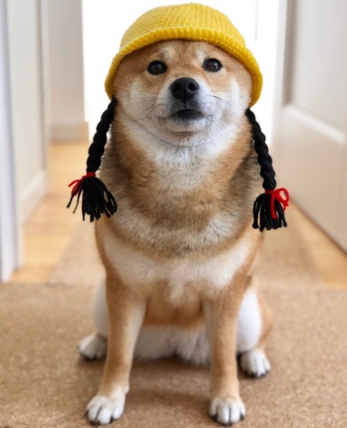 dogs in hats on Tumblr