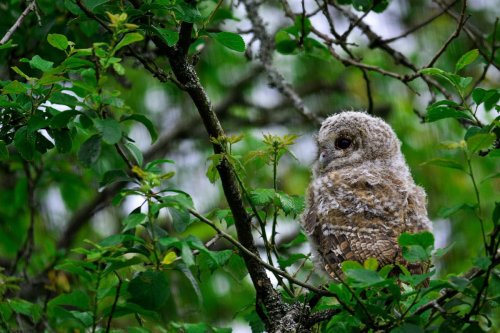 pagewoman:Baby Tawny Owl by Tomi