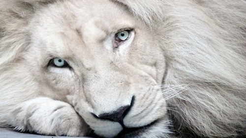 rivieredelalune:White Lion