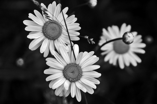 daisy flowers . white | Tumblr