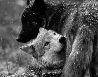 Black And White Wolf Tumblr
