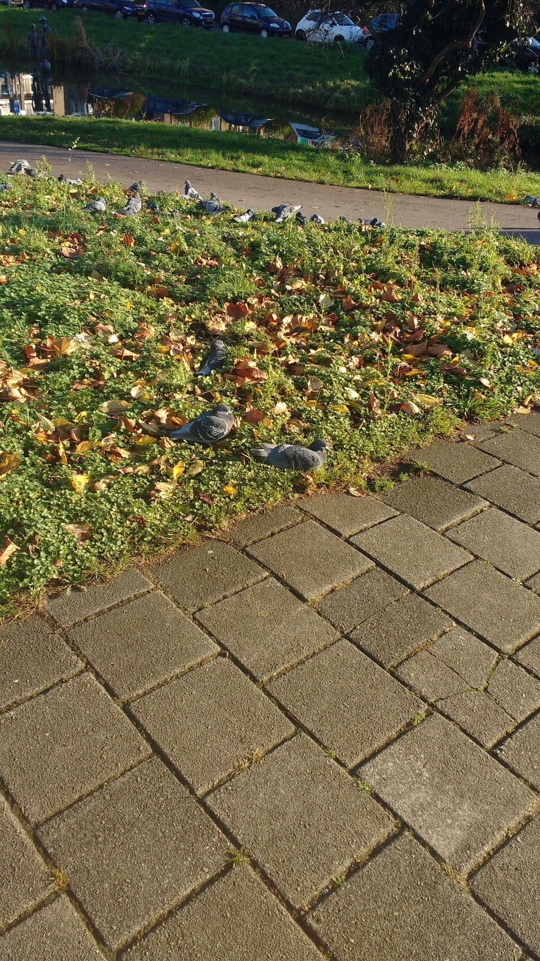 an image of fat, handsome pigeons in the grass