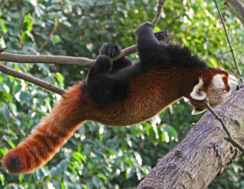 tulipnight:Red Panda by Gary Wilson แกรี่ วิลสัน