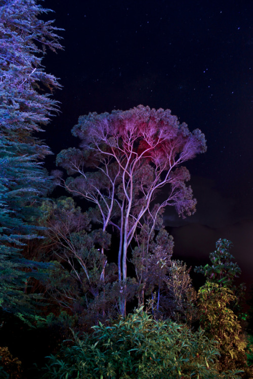 the trees speak latin