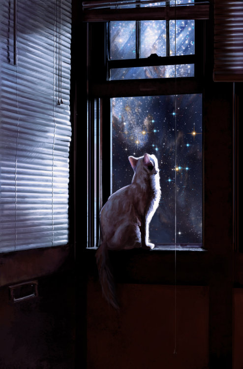 gatto,finestra,cielo,stelle