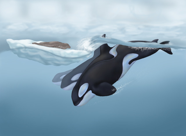 My orca illustration showing the orca hunting... - Custom Pet Portraits ...