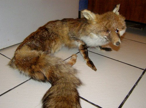 creepy stuffed fox