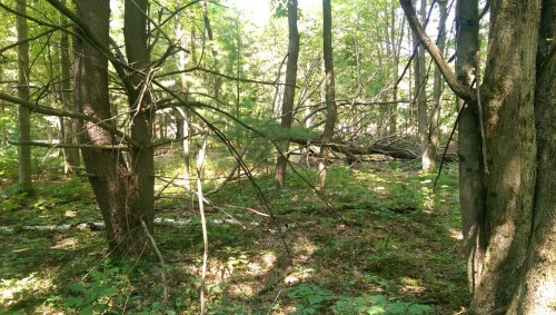 Both sides of a fallen tree