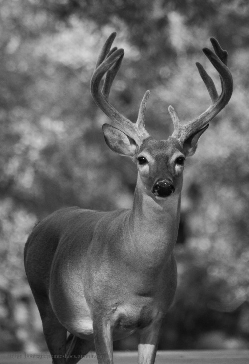 deer hunting on Tumblr