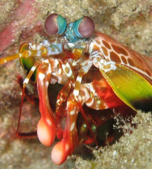 mantis shrimp stomatopods crustaceans invertebrates materials science ocean life natureinspired inspired by nature marine life composite materials material science uc riverside national science foundation NSF-funded NSFfunded invertebrate