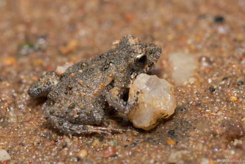 clusterpod:Fingernail-sized Froglet in a Serpentine creek-bed....