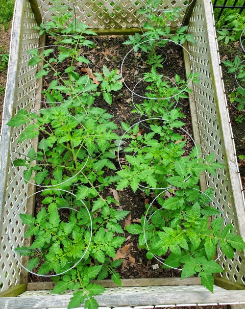 jerseytomatoes