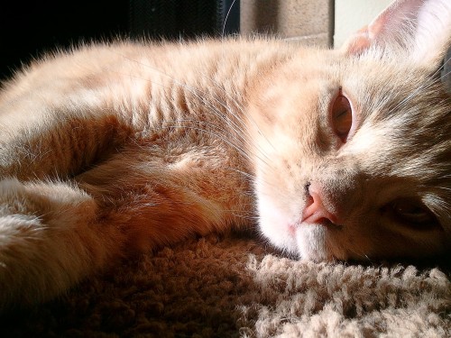 wummy tag big cat picture post photo gingerkitty