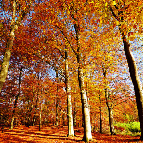 unfugbilder:Vielleicht ist es noch zu früh für Herbstfotos....