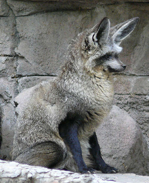 sidneyia: “ alliwannadoisbangscrew: “ urocy0n: “ Bat-Eared Fox (Otocyon Megalotis) ” how do i unlock this dog ” that scientific name means eardog bigears ”