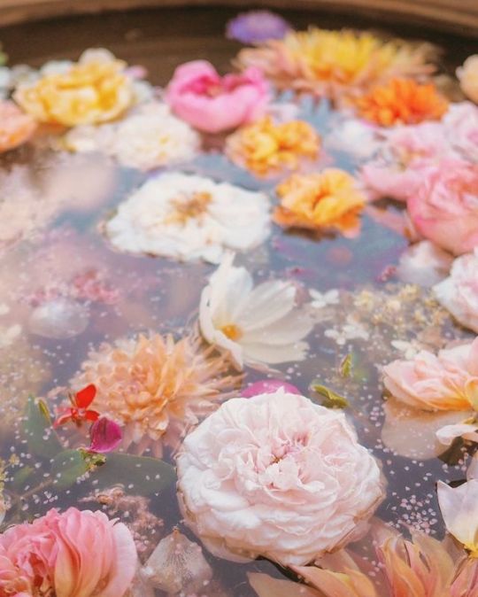 Petersham Nurseries ~ Kathryn Holeywell