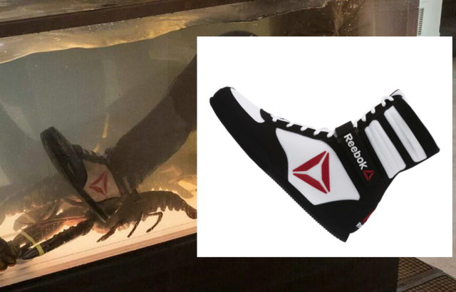 reebok shoes in venom