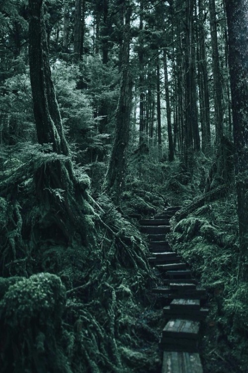 maureen2musings:Walking winding paths through the mossy...