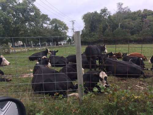 owlizard:I took Coffee to South Shore in Little Compton RI this...