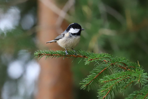 michaelnordeman:Coal tit/svartmes.