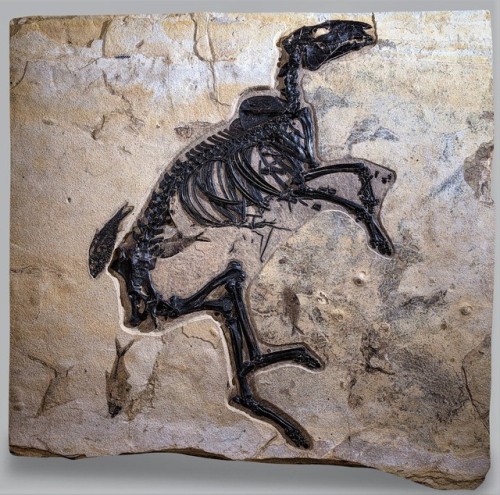 bijoux-et-mineraux:Fossil Dawn Horse (Protorohippus venticolus,...