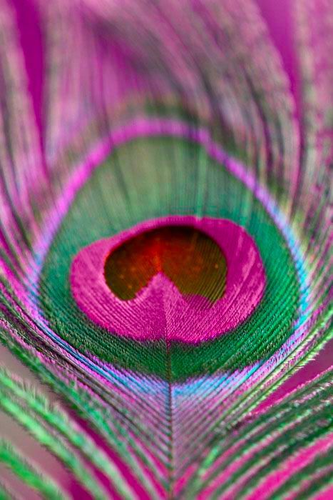 peacock feather on Tumblr