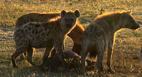 melancholyprince:i took screen shots of the hyenas from the...