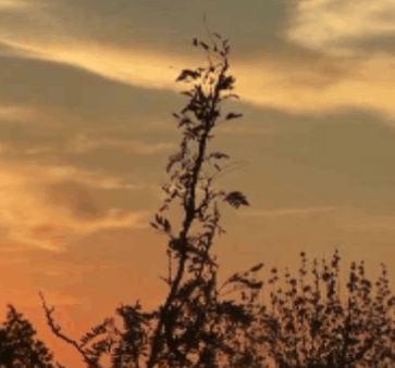 Afbeeldingsresultaat voor birds at sunrise gif
