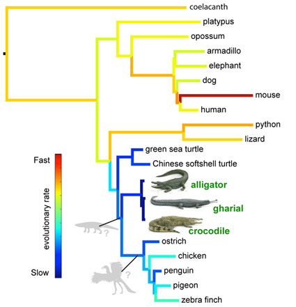 University of California Research — The genome of a common ancestor for ...