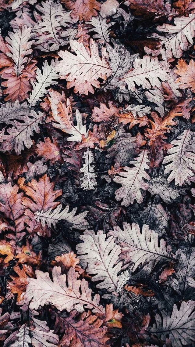duvar kağıdı Tumblr