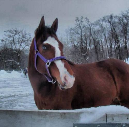 all-the-horses:Streaking GlimmerBlue Eyed Streaker x Northern...