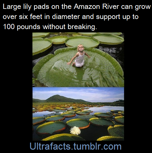 420-glazed-unicorn:ultrafacts:absolutepie:ultrafacts:Sou...