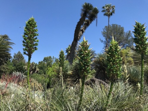 Some Chilean Puyas at the Huntington Desert Garden. San Marino,...