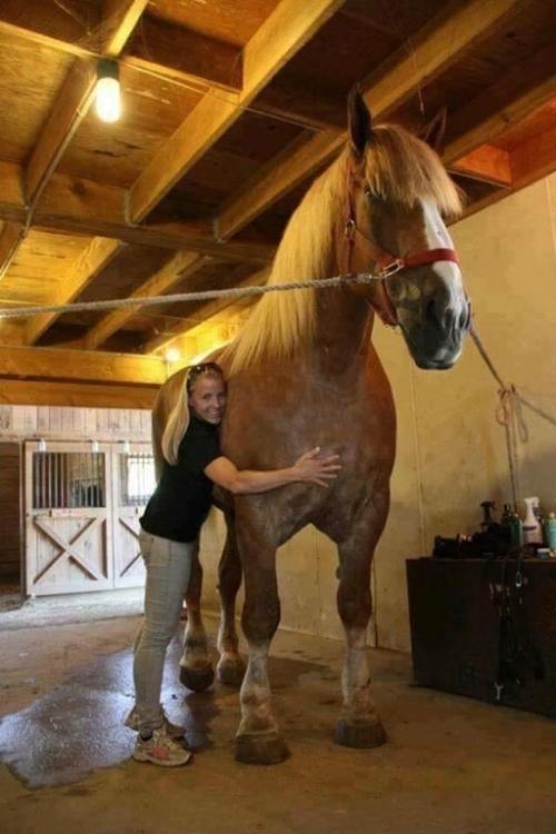 saytwocents:imgetting2old4diss:sixpenceee:This horse is...