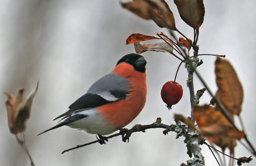 michaelnordeman:Bullfinch, common bullfinch or Eurasian...